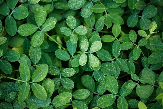 Close-up image of velvet and soothing green foliage, relax because at Velvet Foot Care we are competent and have experience