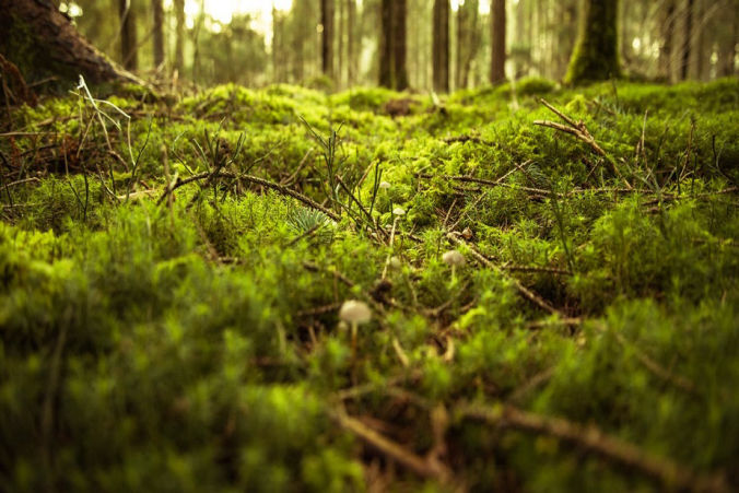 Soft green moss on forest floor, feeling of healthy feet 
